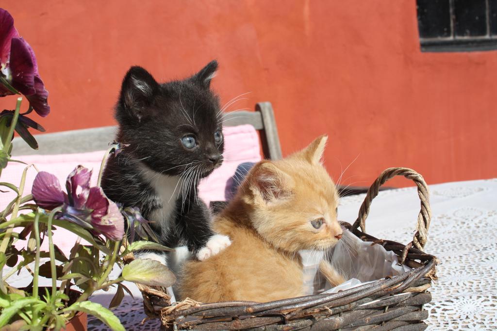 Bakkelund Bed & Breakfast Borre Bagian luar foto